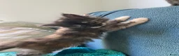 Maine Coon cats for sale: TICA - Only 1 stunning Maine coon girl left - Advert 29