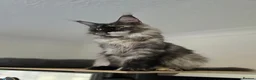 Maine Coon cats for sale: Beautiful Mainecoon female - Advert 3