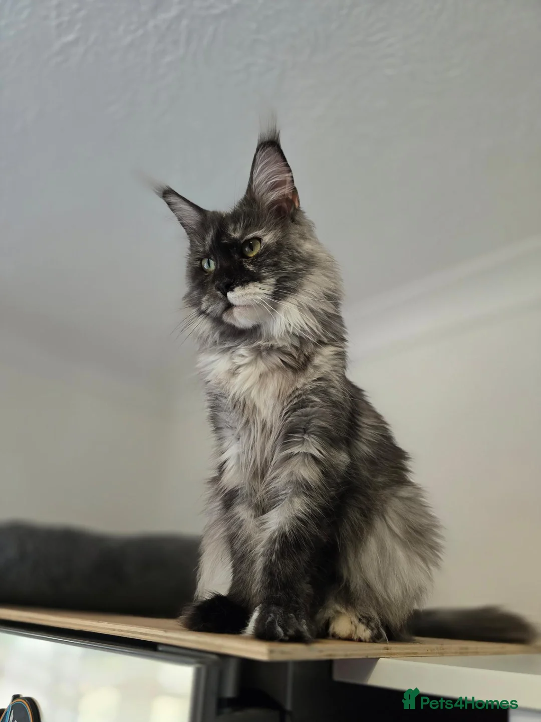 Maine Coon cats for sale: Beautiful Mainecoon female - Advert 3