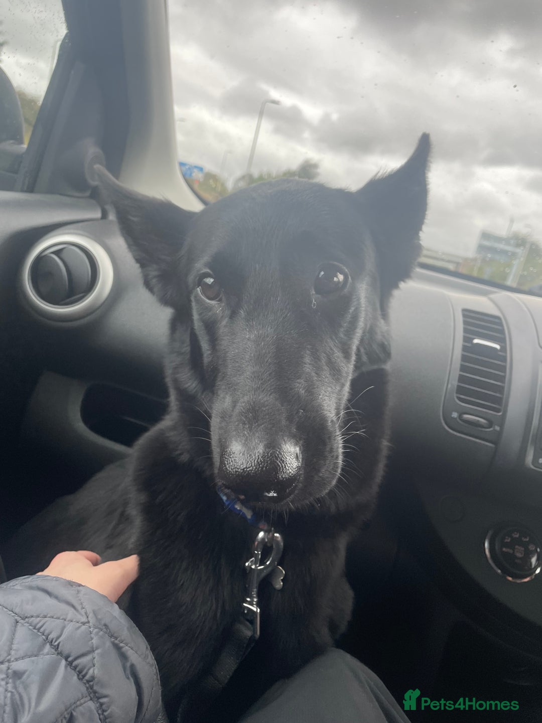 Belgian Shepherd Dog dogs for sale: Stunning Belgian Malinois bitch- absolute bargain  - Image 7