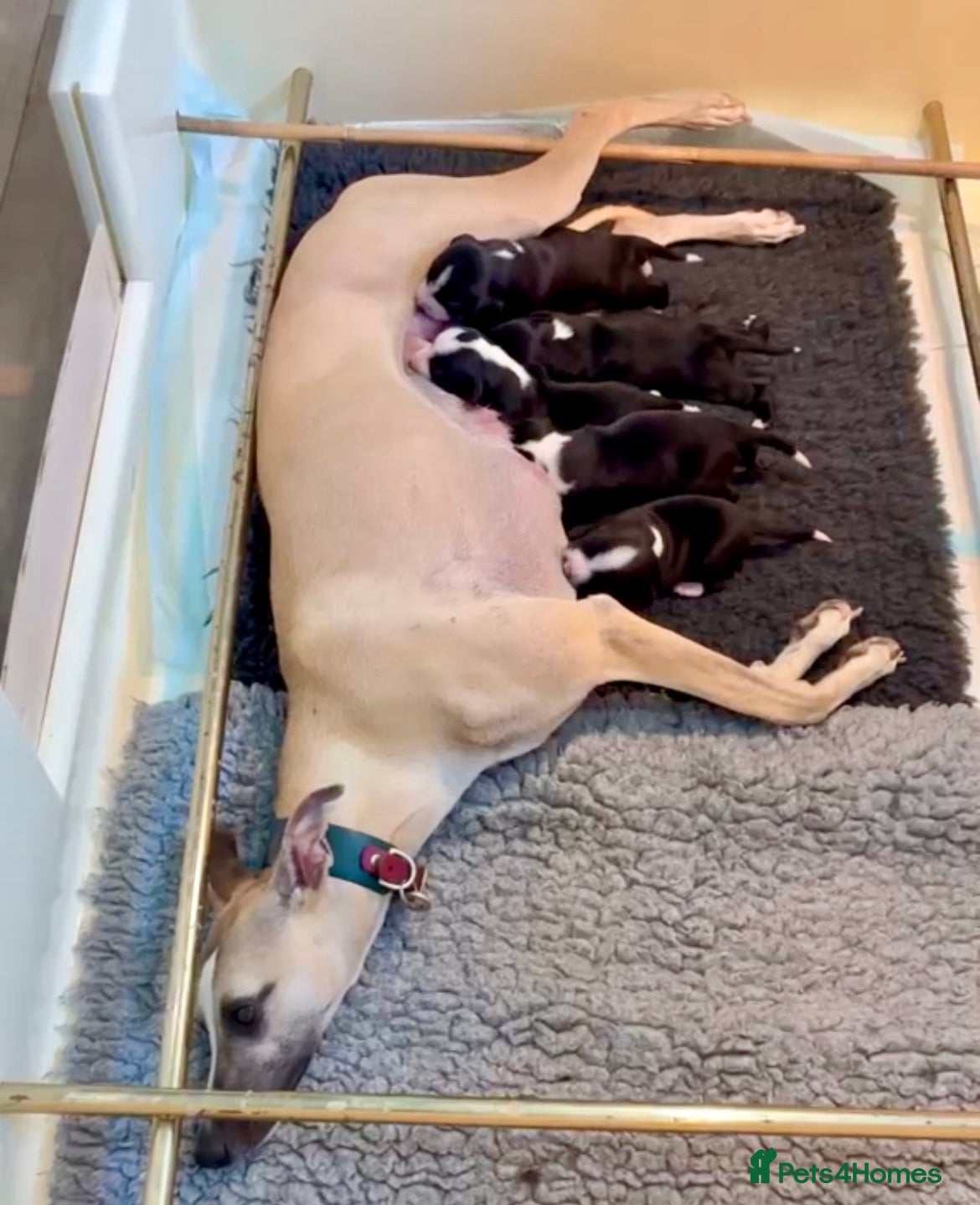 Mixed Breed dogs for sale: Stunning Whippet x Border Collie Pups - Advert 1