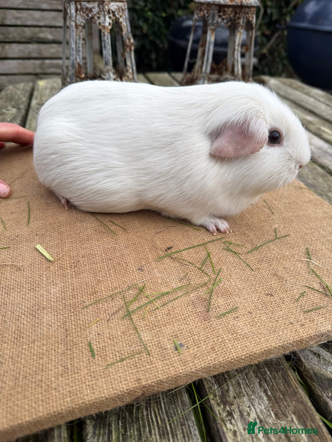 Guinea Pig rodents for sale: Pure bred California & Swiss guineapigs  - Advert 15