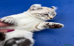 Savannah cats for sale: Breath taking wild looking girl  - Image 32