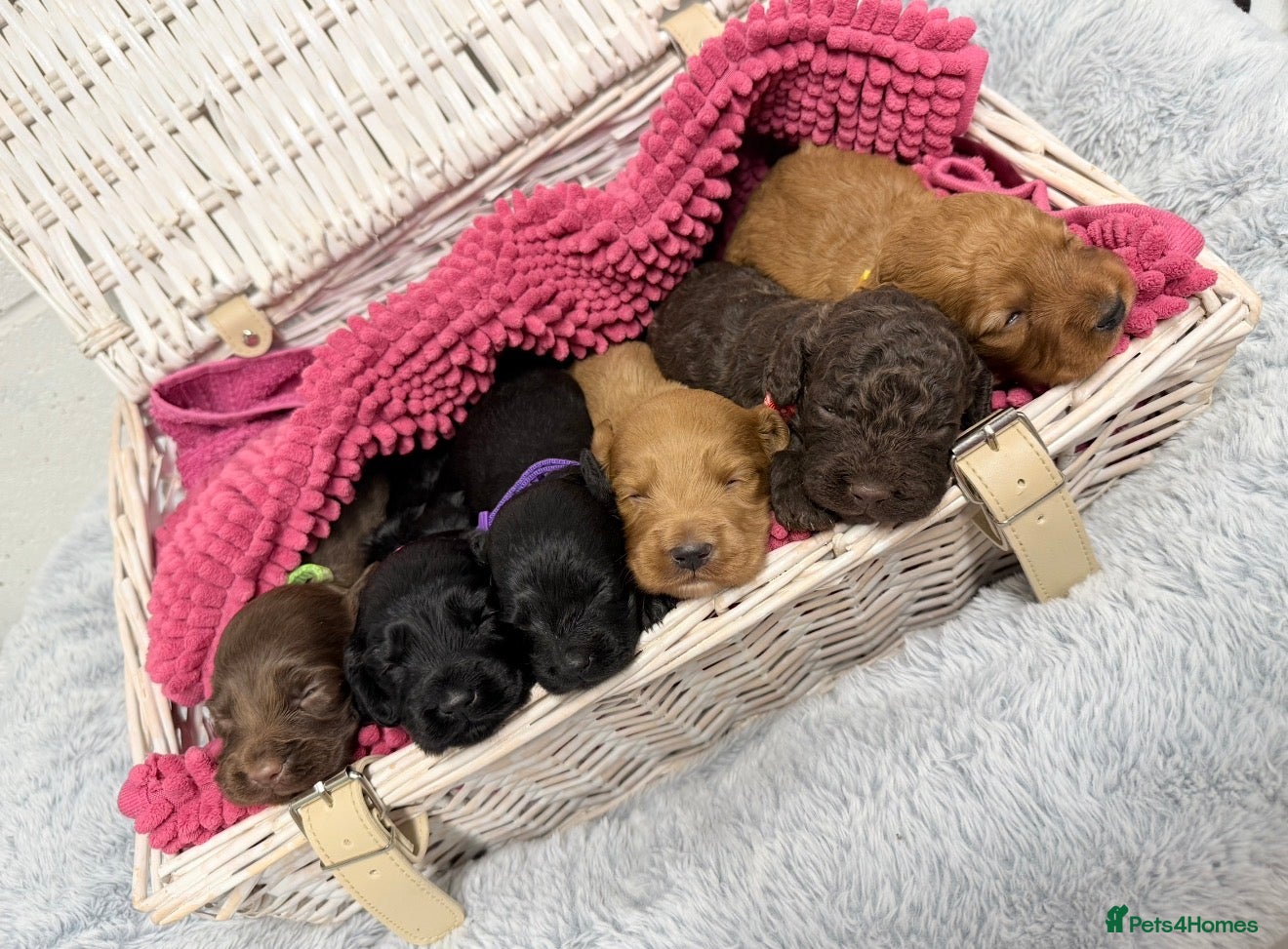 Cockapoo dogs Stunning F2 Cockapoo Puppies   - Advert 1