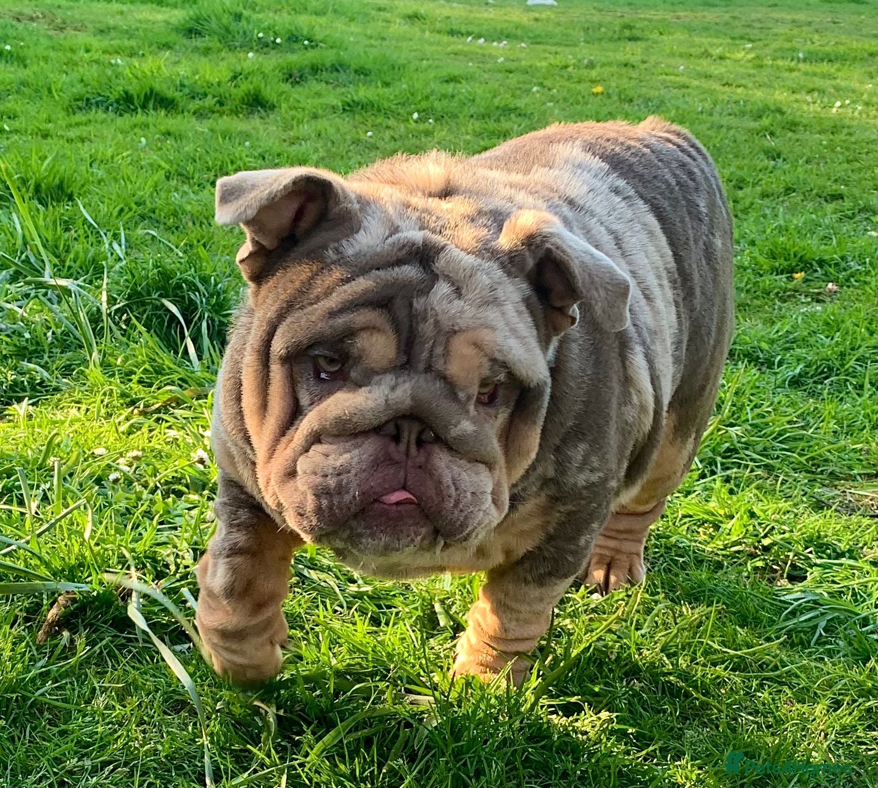 English Bulldog dogs  **  only - Advert 1