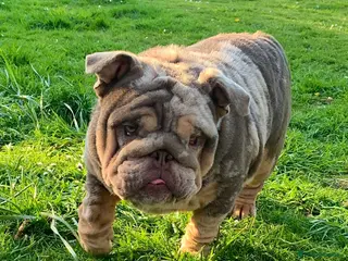English Bulldog dogs ** only - Advert 17