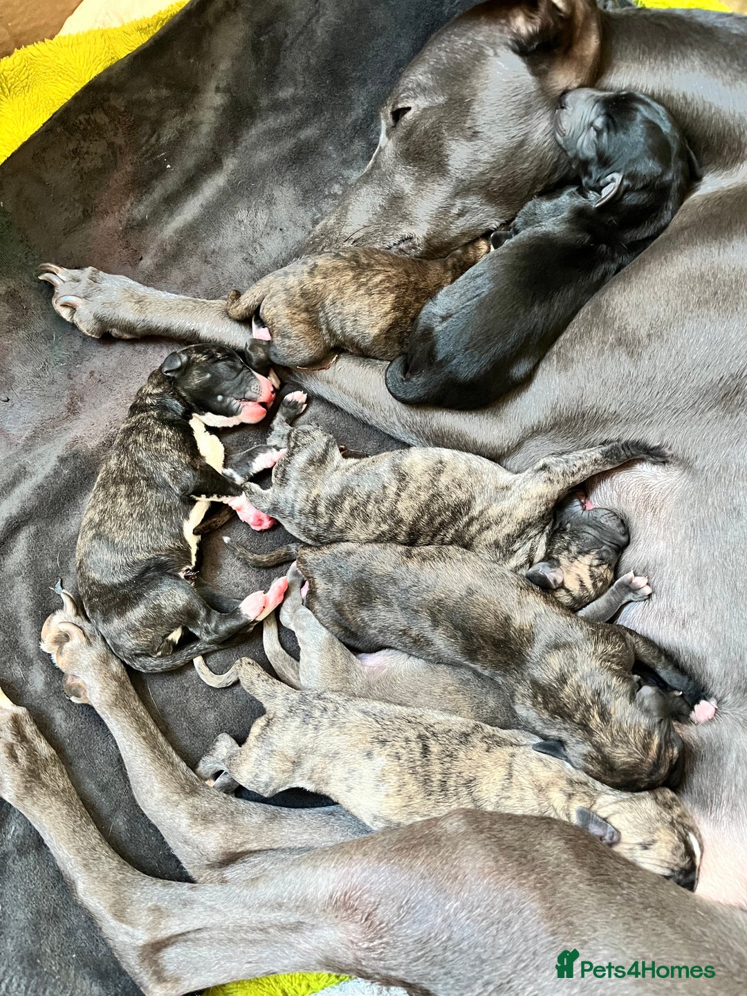 Whippet dogs for sale: Beautiful KC Reg Pedigree Whippet Puppies - Advert 1