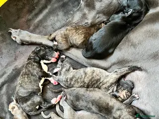 Whippet dogs Beautiful KC Reg Pedigree Whippet Puppies - Advert 4