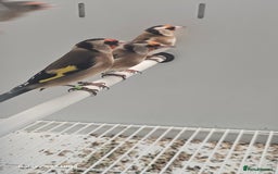 Finches birds for sale: Goldfinch greenfinch  - Image 4