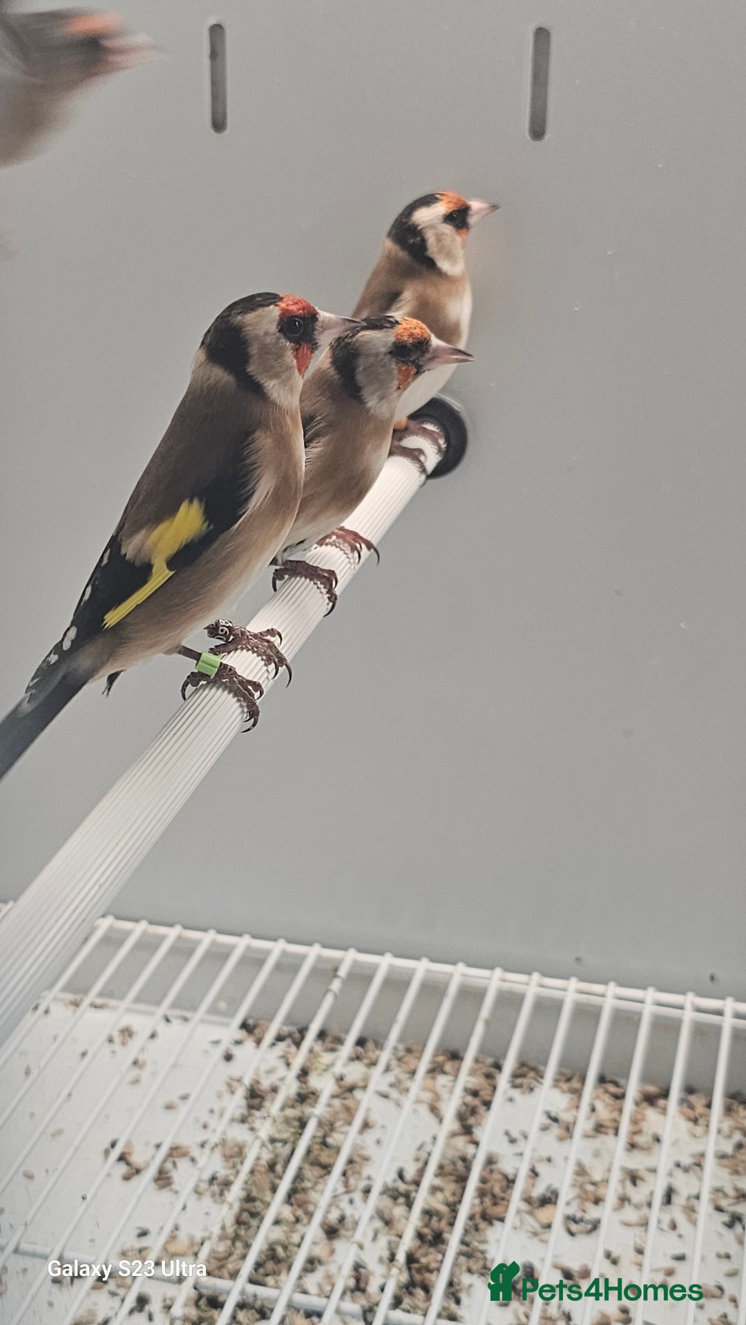 Finches birds for sale: Goldfinch greenfinch  - Image 4