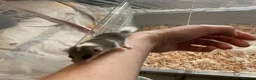 Mouse rodents for sale: Pied dormice ; grass striped mice  - Advert 8
