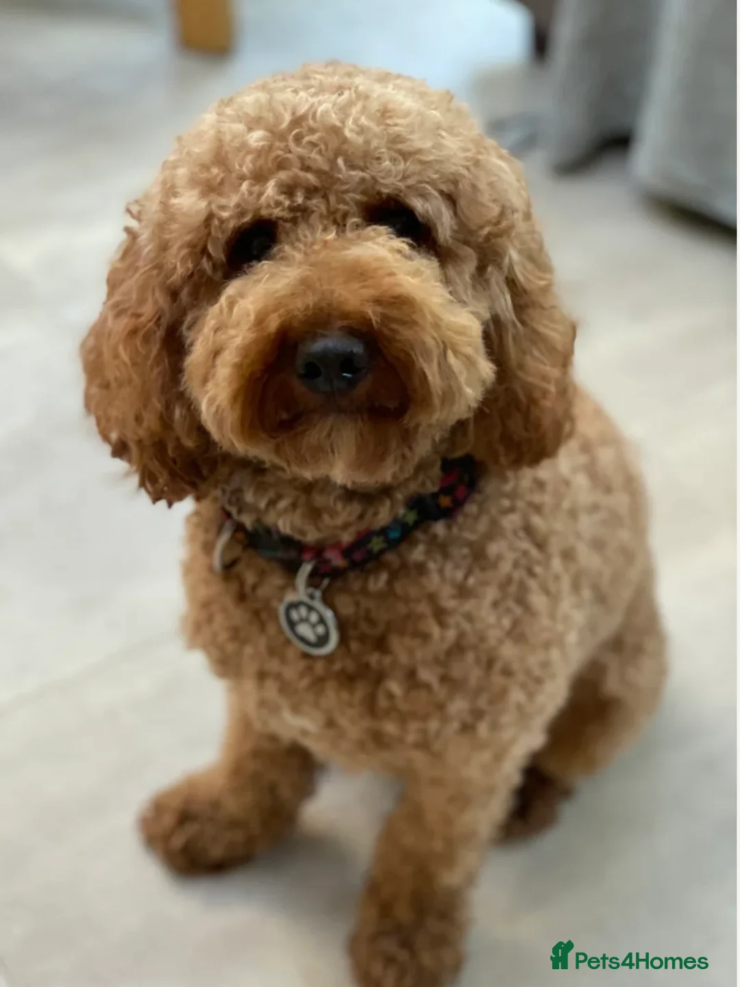 Cavapoo dogs for sale: Beautiful Cavapoo puppies - Advert 3