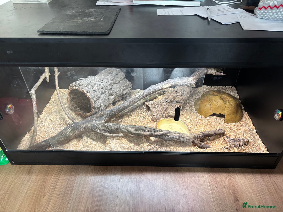Corn Snake reptiles for sale: Female Yellow beautiful corn snake  - Image 2