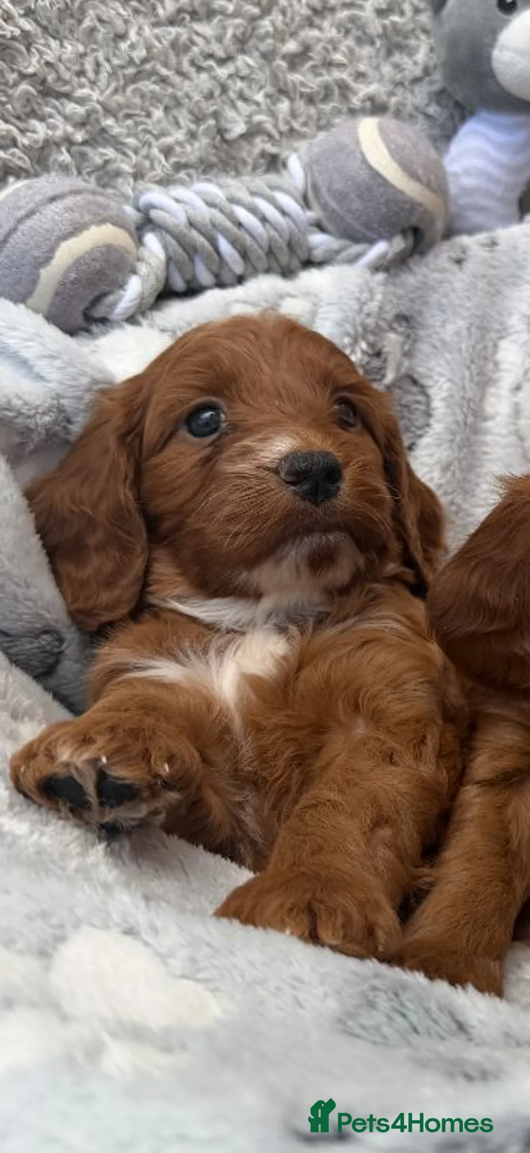 Cockapoo dogs for sale: Red Cockapoo Puppies for sale  in London - Advert 2
