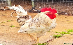 Chickens poultry for sale: COCKERELS £5 EACH - Image 6