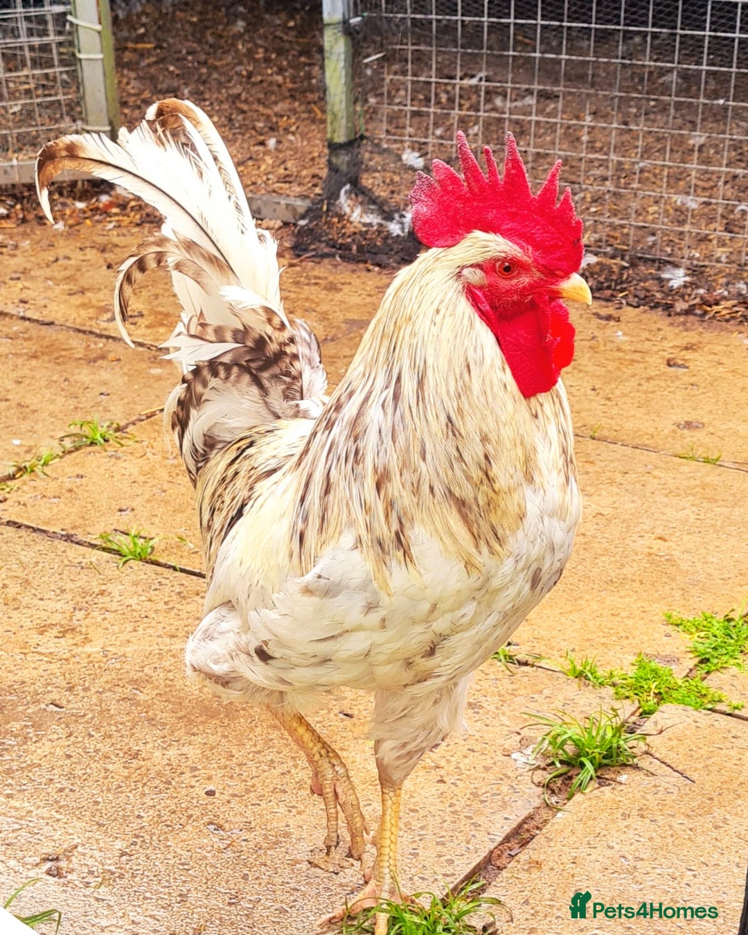 Chickens poultry for sale: COCKERELS £5 EACH - Image 6