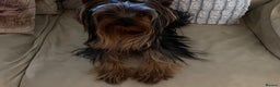 Yorkshire Terrier dogs for stud: KC registered Yorkshire Terrier Stud dog  in Manchester - Advert 14