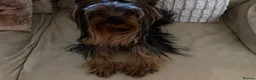 Yorkshire Terrier dogs for stud: KC registered Yorkshire Terrier Stud dog  in Manchester - Advert 14