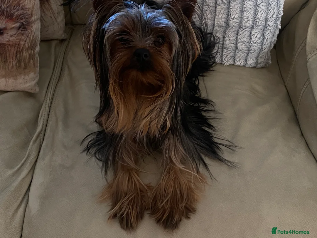 Yorkshire Terrier dogs for stud: KC registered Yorkshire Terrier Stud dog  in Manchester - Advert 14