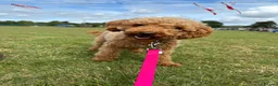 Miniature Poodle dogs for sale: Miniature Poodle puppies  - Advert 4