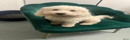 Maltipoo dogs for sale: 🤩 1 F1B stunning female Maltipoo 🤩 - Advert 7