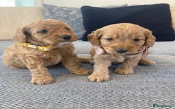 Cavapoo dogs for sale: F1B CAVAPOO PUPPIES  - Image 4