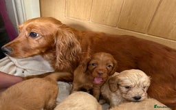 Cockapoo dogs for sale: Stunning cockapoo puppies  - Image 21