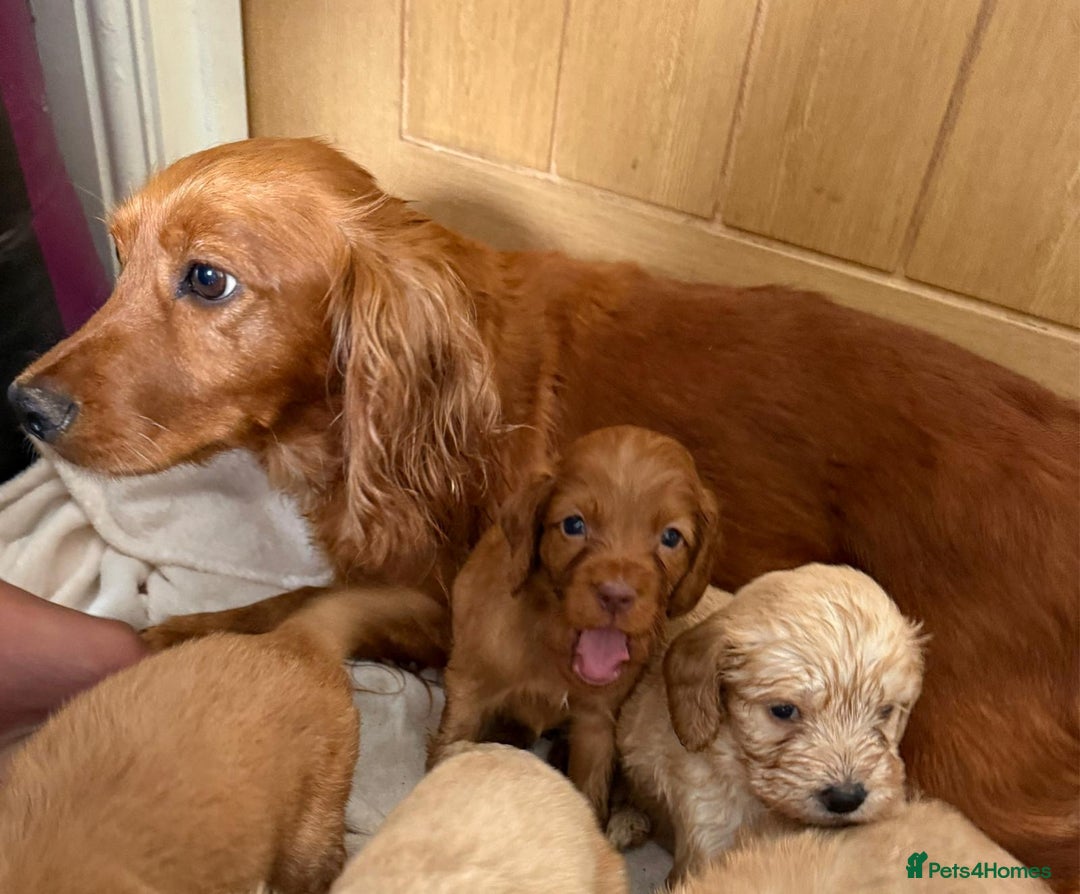 Cockapoo dogs for sale: Stunning cockapoo puppies  - Image 21