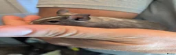 Degus rodents for sale: 6 male Degus ready for their forever homes - Advert 10