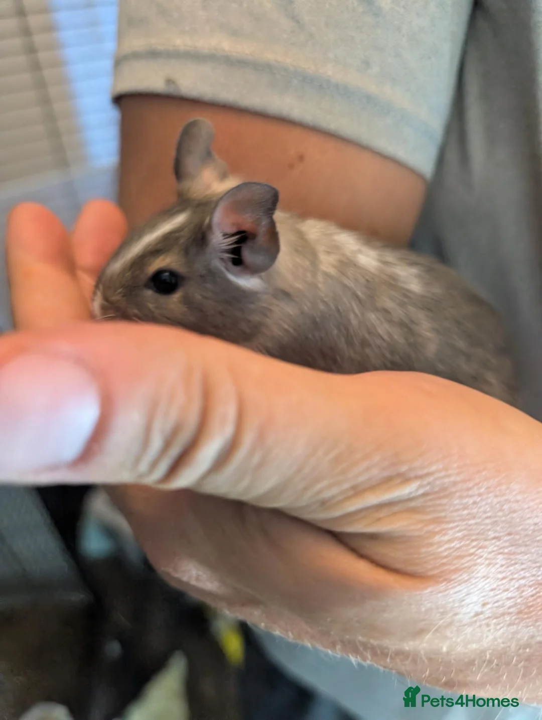Degus rodents for sale: 6 male Degus ready for their forever homes - Advert 10
