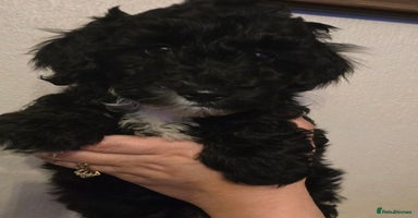 Maltipoo dogs - Advert 15