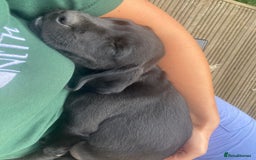 Springador dogs for sale: Springador last dog pup left  - Image 4