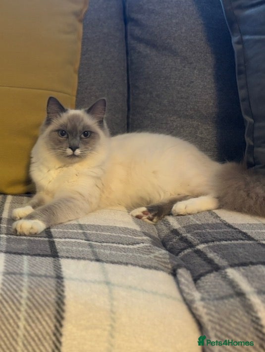 Ragdoll cats Ragdoll Stud - Advert 1