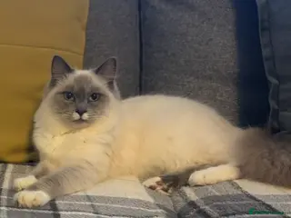 Ragdoll cats Ragdoll Stud - Advert 1