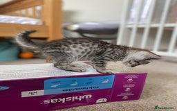 Mixed Breed cats for sale: Ragdol x bengal kittens  - Image 1