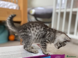 Mixed Breed cats for sale: Ragdol x bengal kittens - Advert 1