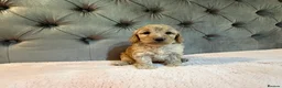 Cockapoo dogs for sale: Adorable Toy Cockapoos (F1b) - Advert 15