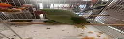 Conures birds for sale: Alexandrine Parakeet male Parrot 21 months old  - Advert 4