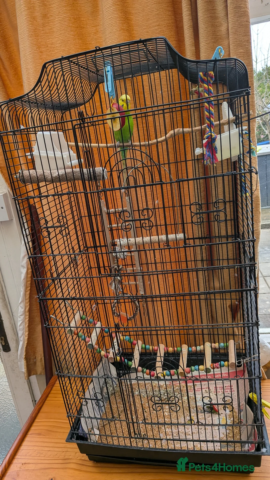 Budgerigars birds for sale: Budgie with cage and food in Bodmin - Advert 2