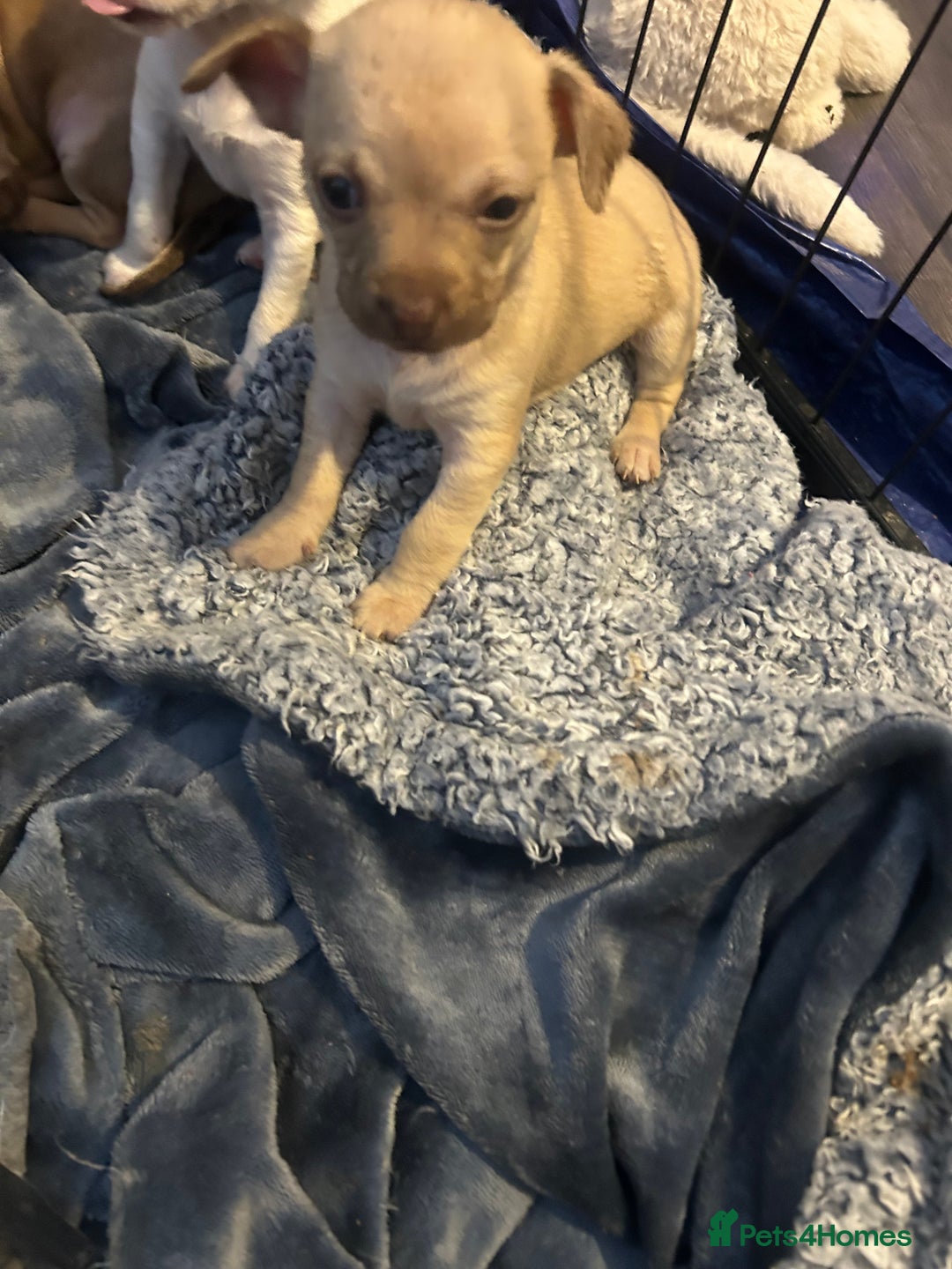 Chihuahua dogs for sale: Baby Chihuahuas - Image 2
