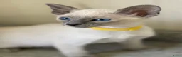Siamese cats for sale: GCCF Registered Siamese Kittens  - Advert 27
