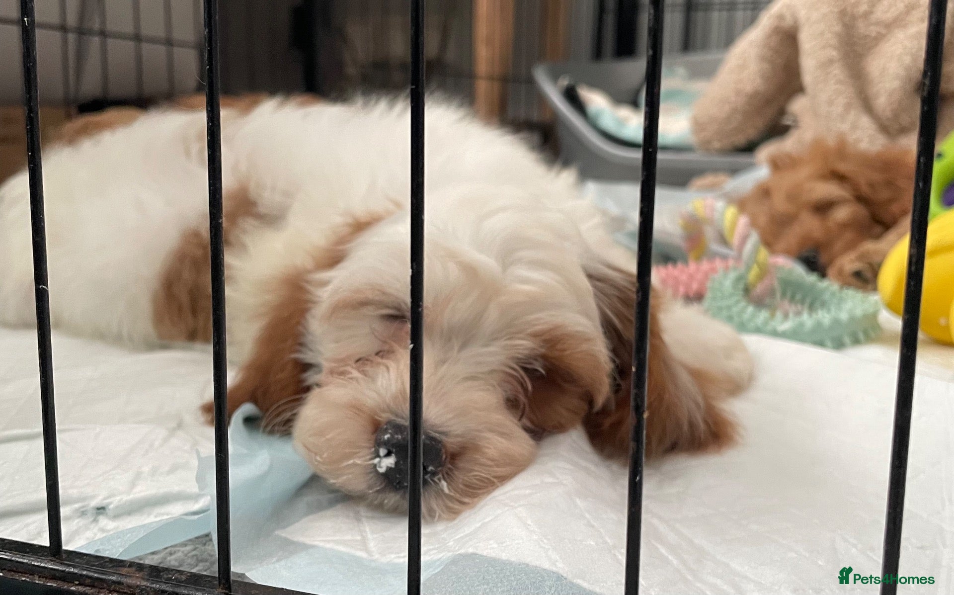 Cavapoo dogs 🐩🐶🐾FULLY HEALTH CLEAR F1 CAVAPOO🐾🐶🐩  - Advert 5