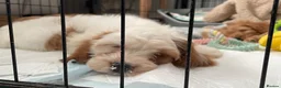 Cavapoo dogs for sale: 🐩🐶🐾FULLY HEALTH CLEAR F1 CAVAPOO🐾🐶🐩  - Advert 1