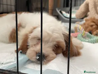 Cavapoo dogs 🐩🐶🐾FULLY HEALTH CLEAR F1 CAVAPOO🐾🐶🐩 - Advert 5