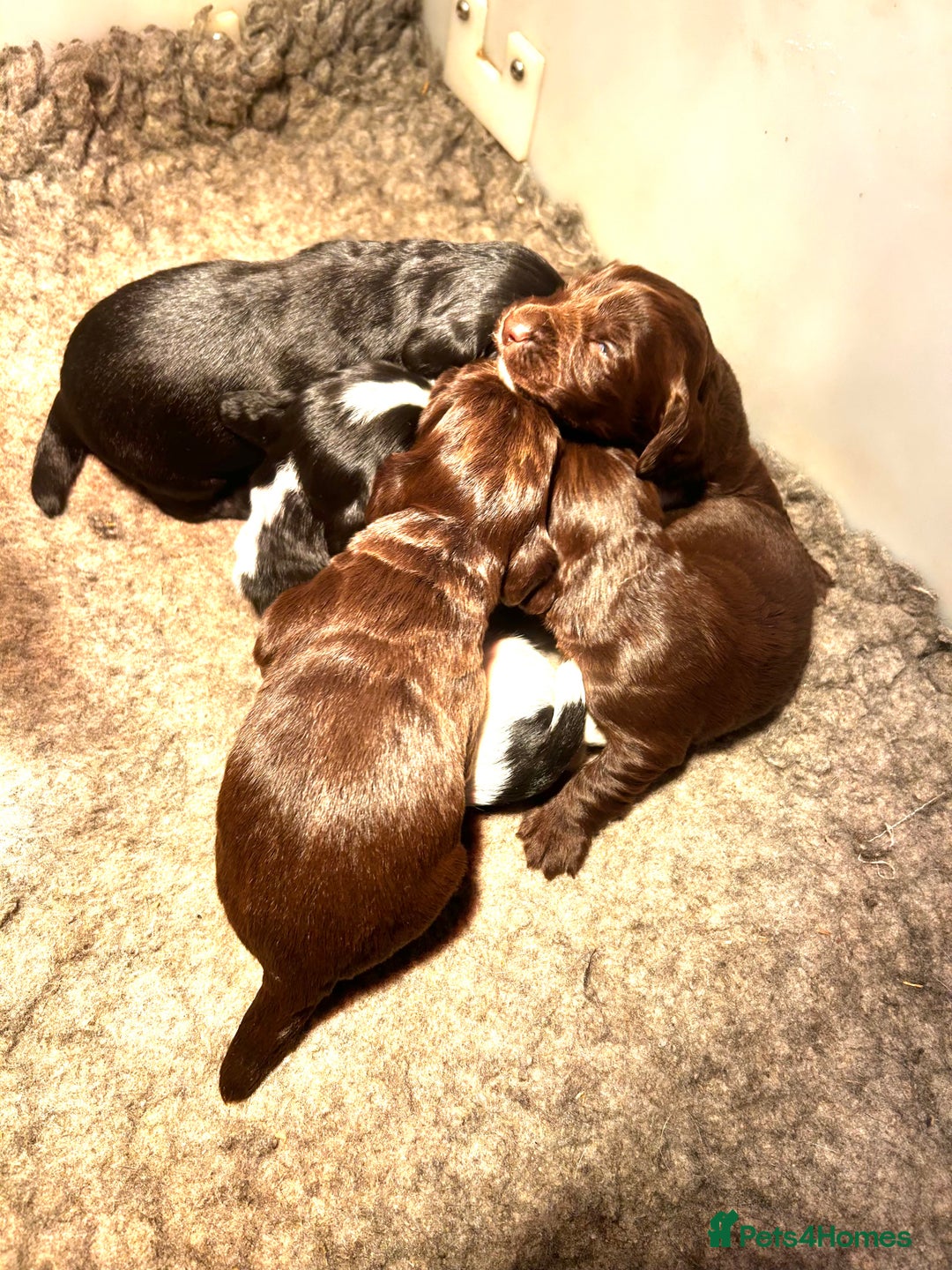 Sprocker dogs for sale: Beautiful litter of sprocker pups - Advert 2