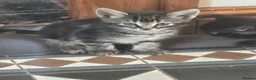 Mixed Breed cats for sale: 1/4 Maine coon 3x tabby 2 x black kittens.  - Advert 3