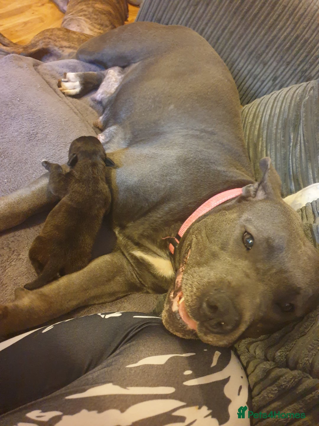 Staffordshire Bull Terrier dogs for sale: Beautiful female staffy puppy - Image 12