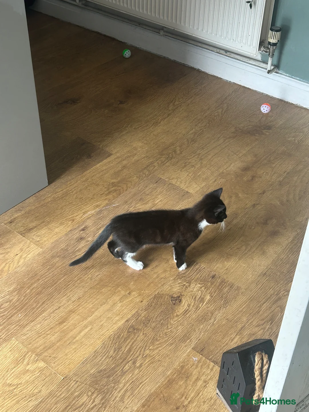 Mixed Breed cats for sale: Kitten looking for forever home  - Advert 2