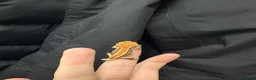 Gecko reptiles for sale: Baby crested geckos for sale - Advert 3