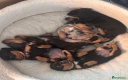 Miniature Dachshund dogs for sale: 🐾 Beautiful Miniature Dachshund 4 Girls 💕 🐾 - Image 12